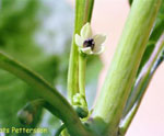 Aji Cochabamba